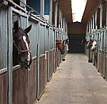Stallgasse